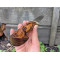 ГОЛОВАНЬ - мисливський ніж, ексклюзивна ручна робота, замовити в Україні. Photo 2